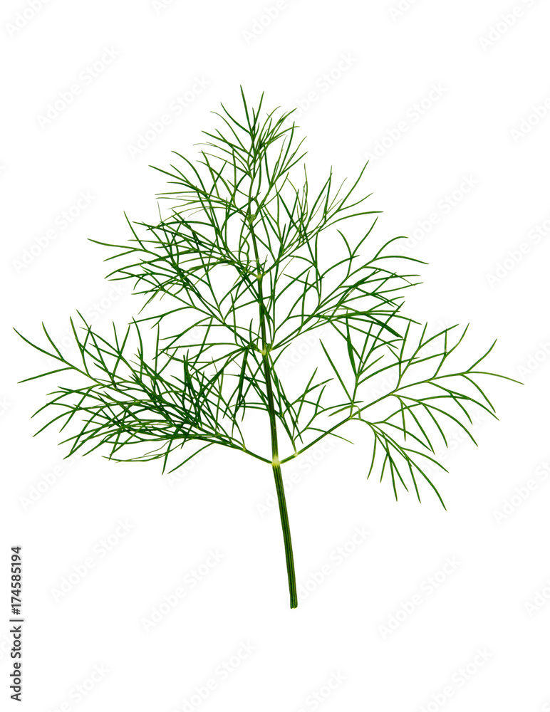 Branch of fresh green dill herb leaves isolated. Branch of fresh green dill herb leaves isolated.