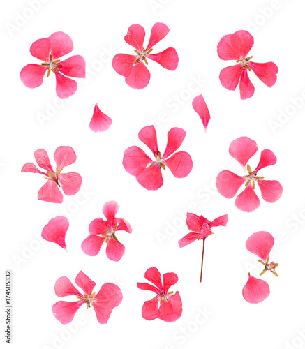 series dried pressed petals of flowers of delicate pink geranium isolated on white