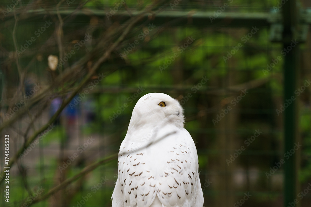 white feathered owl with large eyes white feathered owl with large eyes