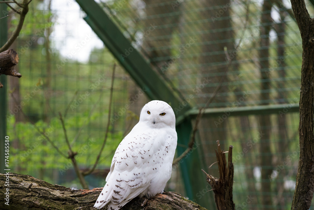white feathered owl with large eyes white feathered owl with large eyes
