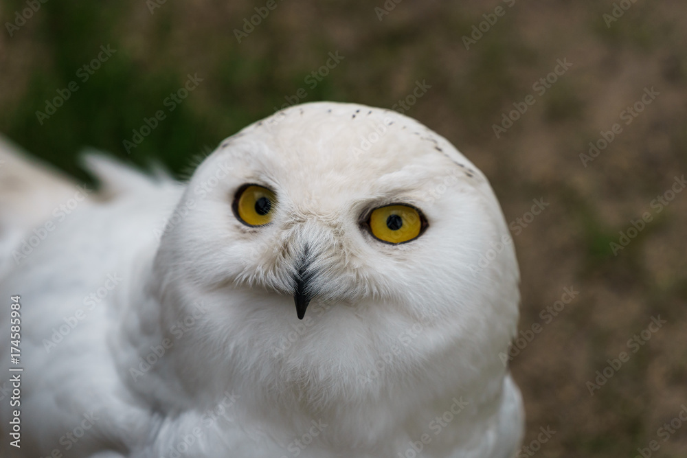 Naklejka premium white feathered owl with large eyes