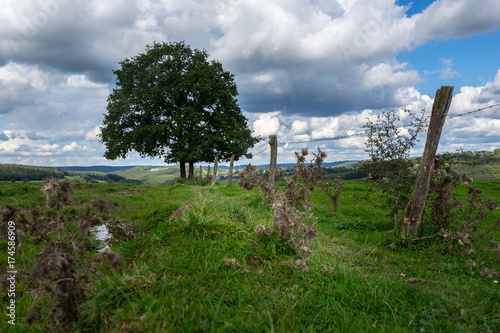 A lonely tree and a meadow with fence in the Ardennes, with a cloudy sky.
