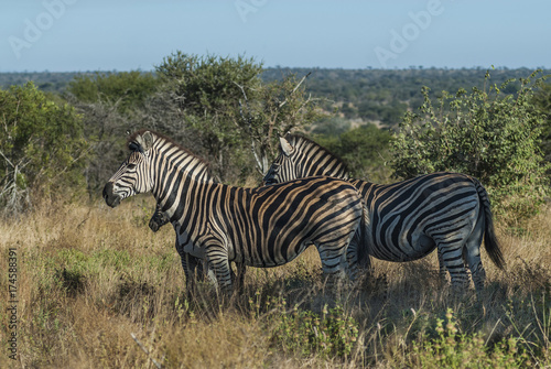 Common Zebra  South  Africa