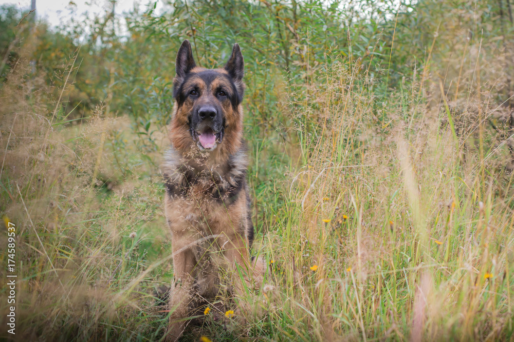 German shepherd dog in sunny autumn German shepherd dog in sunny autumn