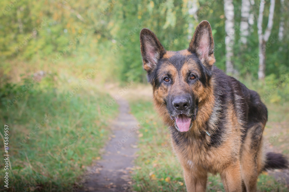 German shepherd dog in sunny autumn