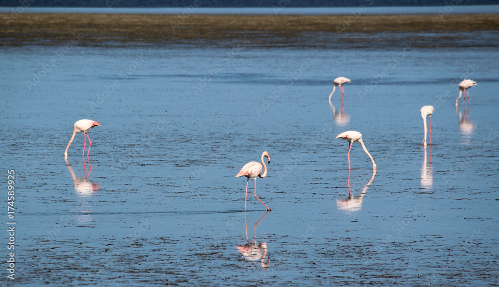 pink flamingos, Djerba, Mednine, Tunisia