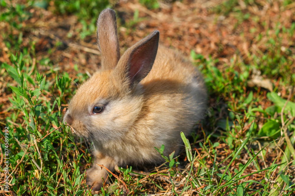 Red-haired rabbit on the farm. Red-haired hare on the grass in nature Red-haired rabbit on the farm. Red-haired hare on the grass in nature