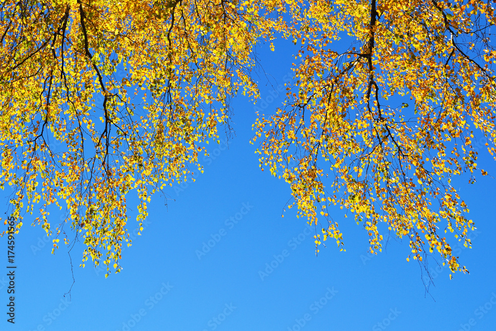 Fototapeta premium birch branches with yellow leaves with blue sky background. space for text