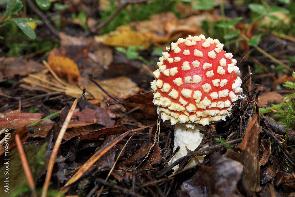 Small red fly agaric in a forest glade in the autumn. Small red fly agaric in a forest glade in the autumn.