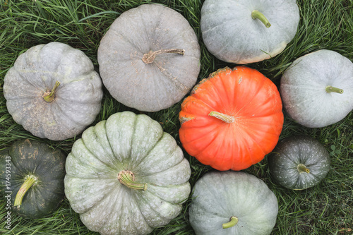 Group of gray and orange pumpkins on the green grass. Top view. Harvesting concept.
