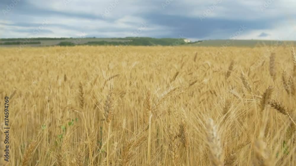 Golden Wheat field and blue sky in slowmotion Golden Wheat field and blue sky in slowmotion