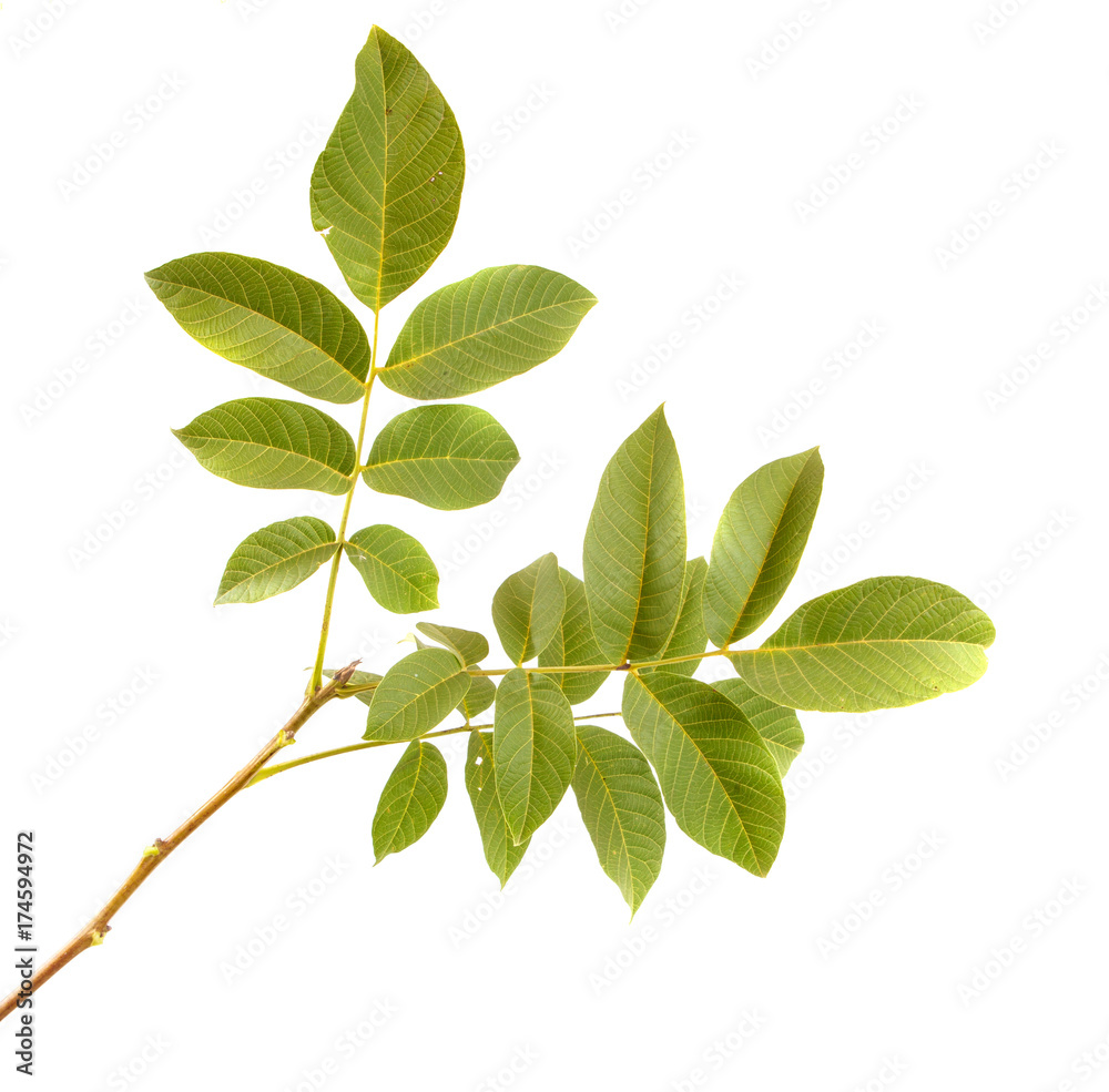 Naklejka premium Branch of a nut tree on a white isolated background. Space for text.