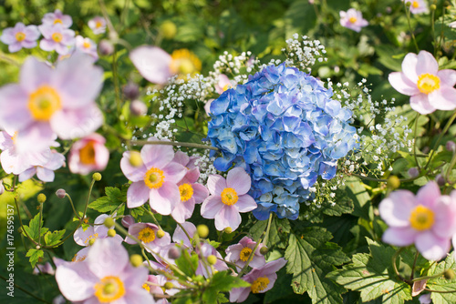 Foto Herbstanemonen mit Hortensienblüte
