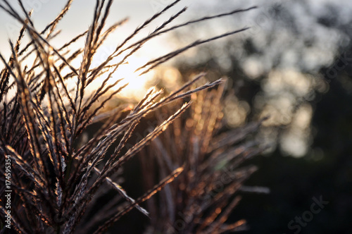 Herbst-Gras