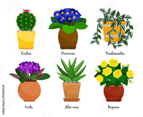 Houseplants and flowerpots