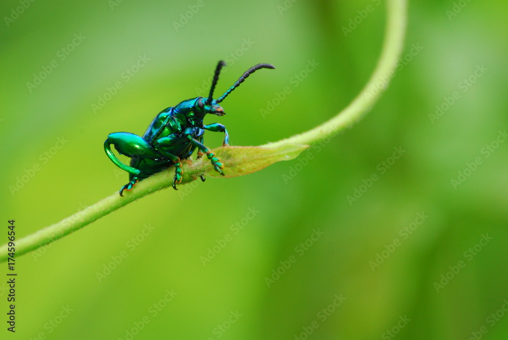 Naklejka premium Climbing Green Bug