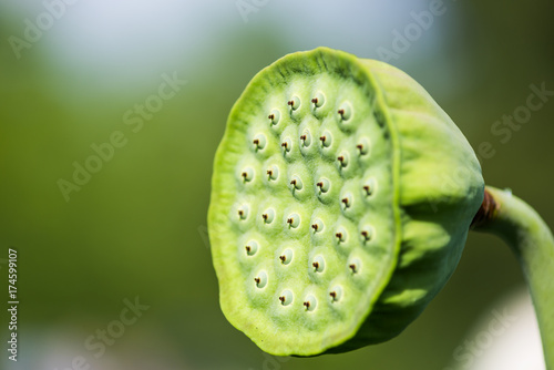 Macro closeup of green closed lotus head seedpod with blurred bokeh background photo