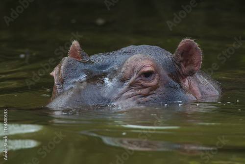 HIPPOPOTAMUS AMPHIBIUS, South Africa