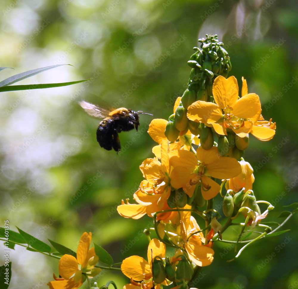 Fototapeta premium large bumble bee on yellow flower