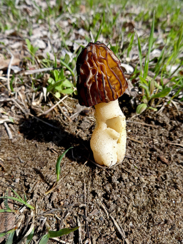 Morels, Morchella esculenta