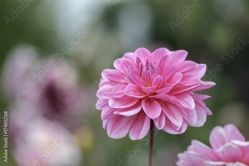 Fototapeta Naklejka Na Ścianę i Meble -  Dahlien (Dahlia)