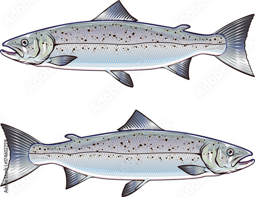 Atlantic Salmon vector art illustration