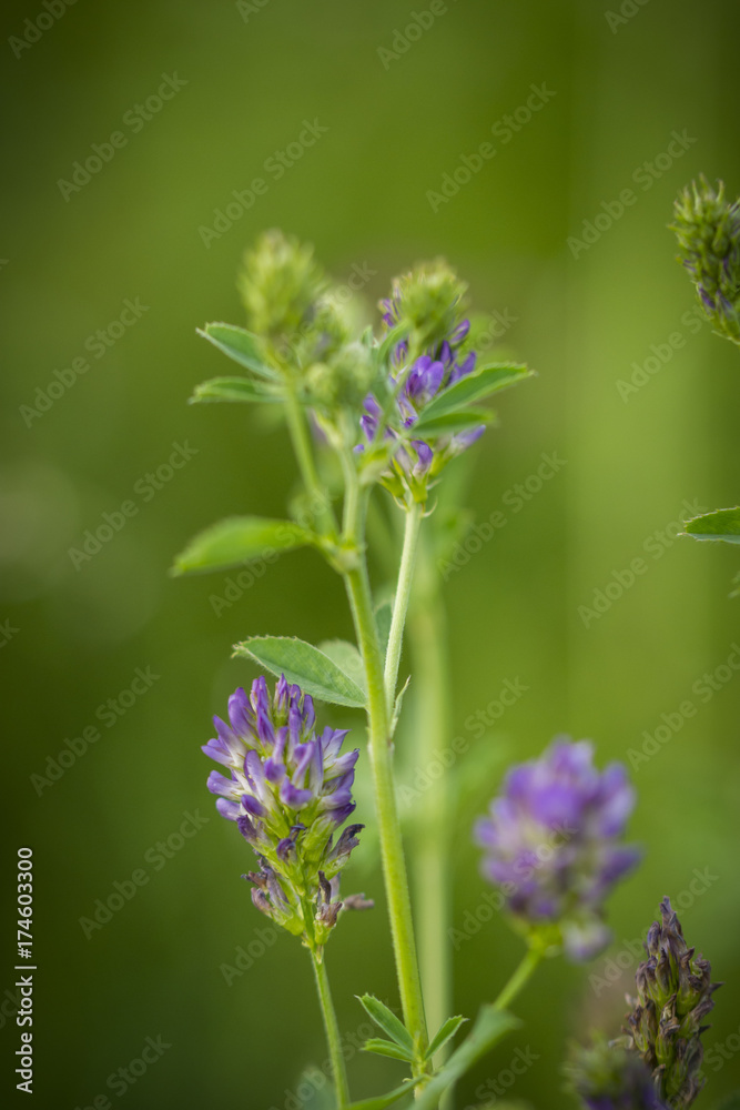 Naklejka premium Natur, Pflanzen, Blumen, Orchideen, Tiere