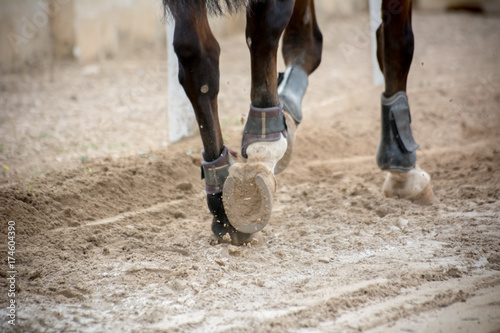 close up of horse hooves trotting
