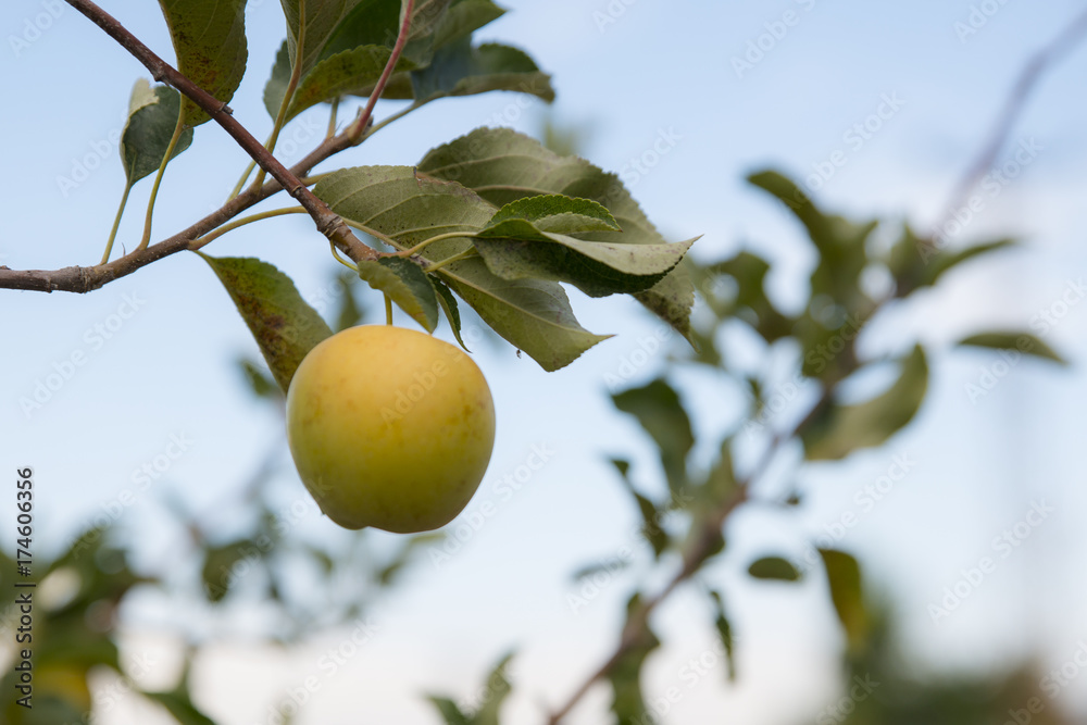 Yellow Apple tree branch