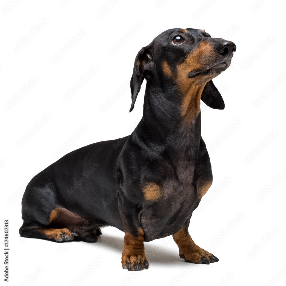 A dog (puppy) of the dachshund male breed, black and tan on isolated on white background