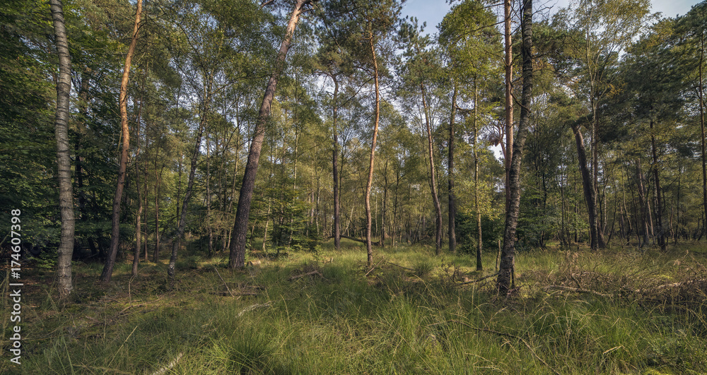 Birch and pine trees in forest under blue sky. Panorama shot. Birch and pine trees in forest under blue sky. Panorama shot.