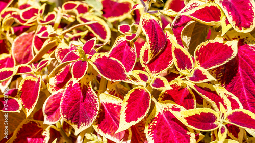 Coleus plant ornamental leaves