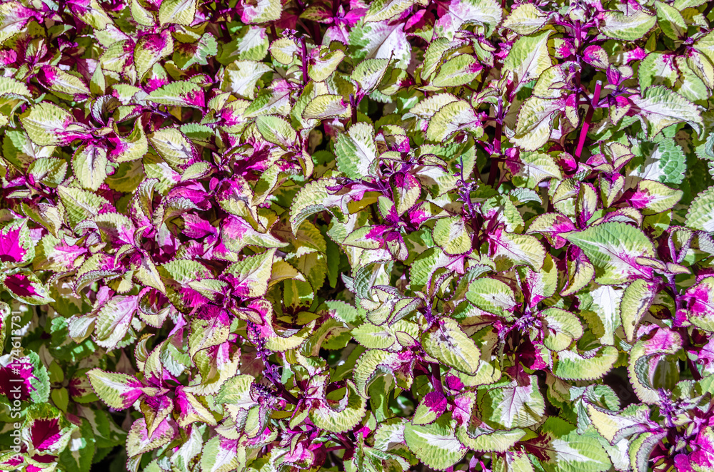 Coleus plant ornamental leaves