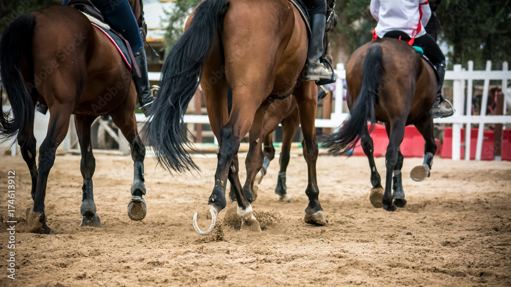 Obraz premium group of riders riding trotting horses