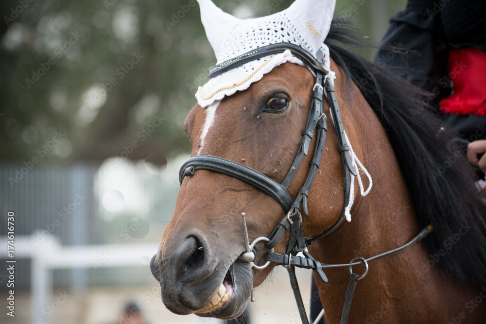 horse biting the bridle during gallop