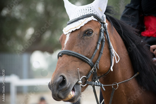 horse biting the bridle during gallop