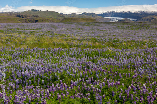 Lupin Landscape, Iceland - 1678