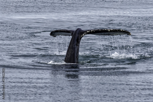 Baleine Islande