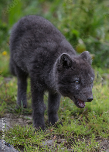 Arctic Fox Pup - 8288