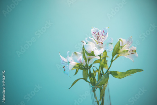 Beautiful white flower in glass vase on turquoise shabby chic background. Festive greeting card
