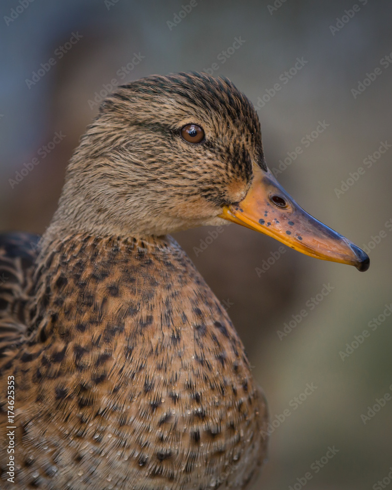 Female Mallard Duck - 4157