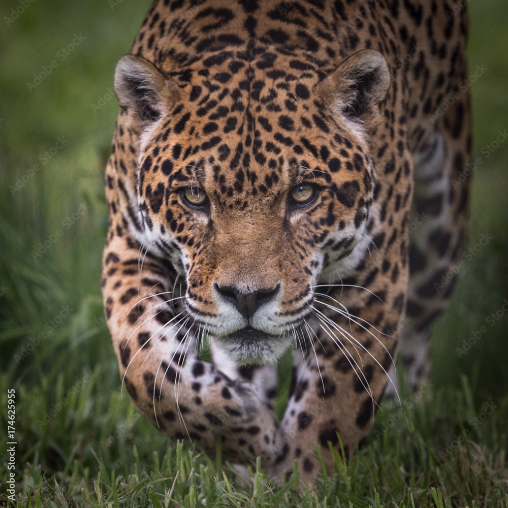 Obraz premium Approaching Jaguar - 2730