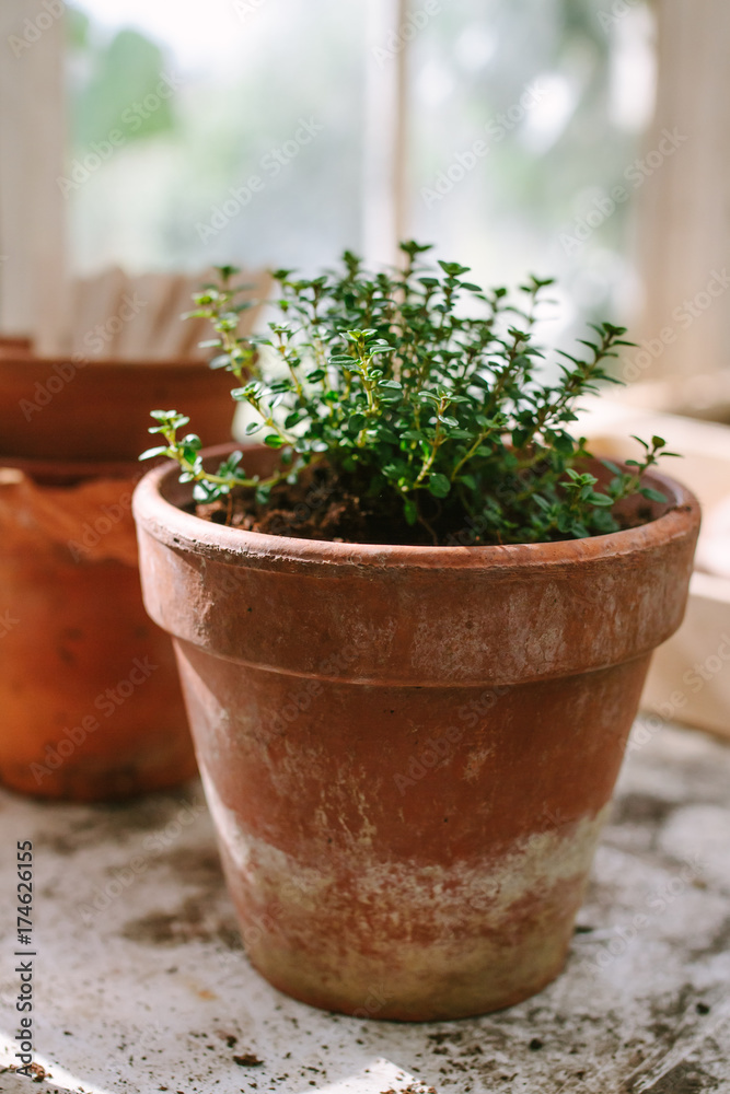A thyme plant in a clay pot