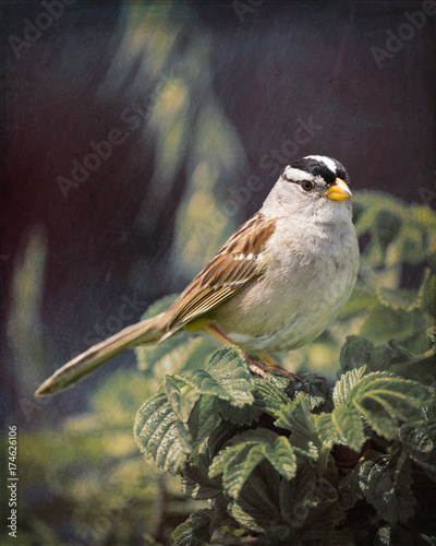 White-crowned Sparrow - Stylized BG - 3824 © Wally Hampton