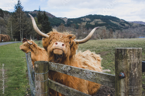 Highland Cow AKA Hairy Coo of Scotland photo