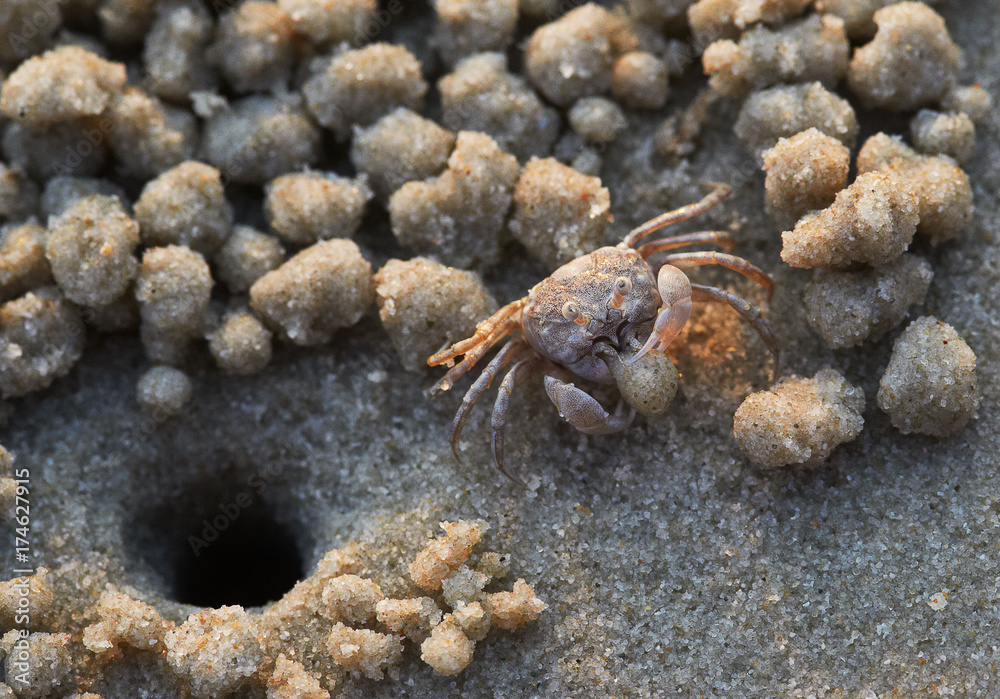 Sand bubbler crab at its hole and sand pellets around