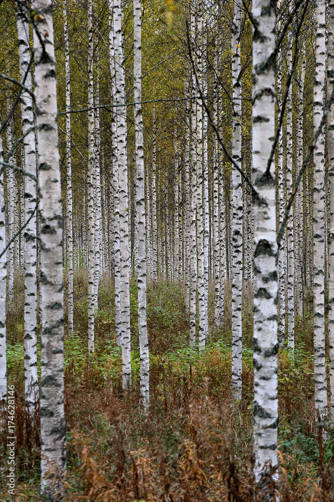 Birch forest in autumn with white trunks and yellow leaves Birch forest in autumn with white trunks and yellow leaves