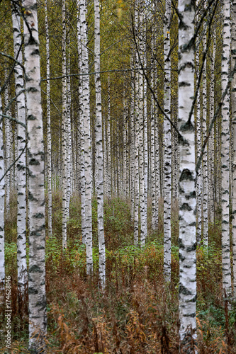 Birch forest in autumn with white trunks and yellow leaves