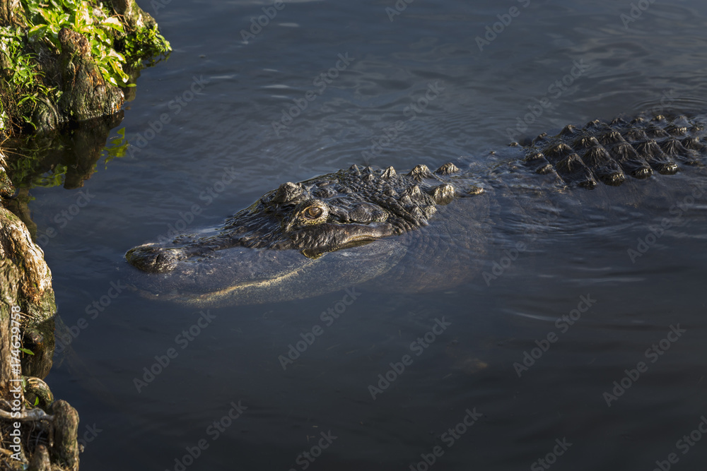 American alligator floating in the water American alligator floating in the water