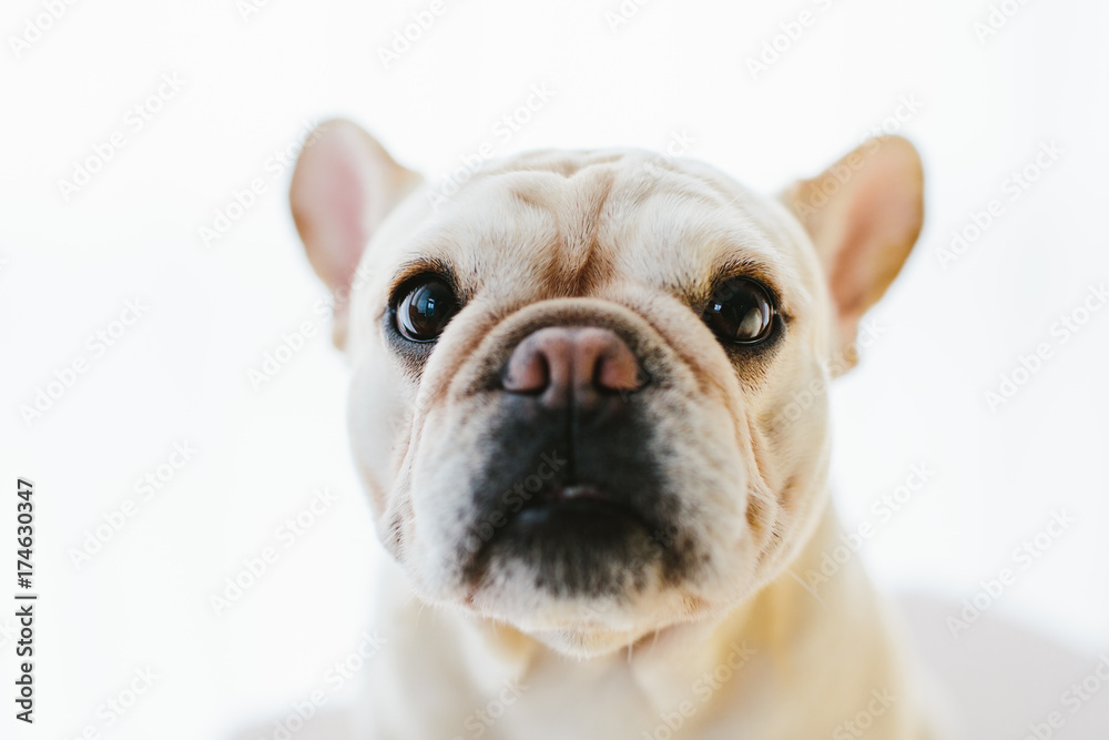 french bulldog